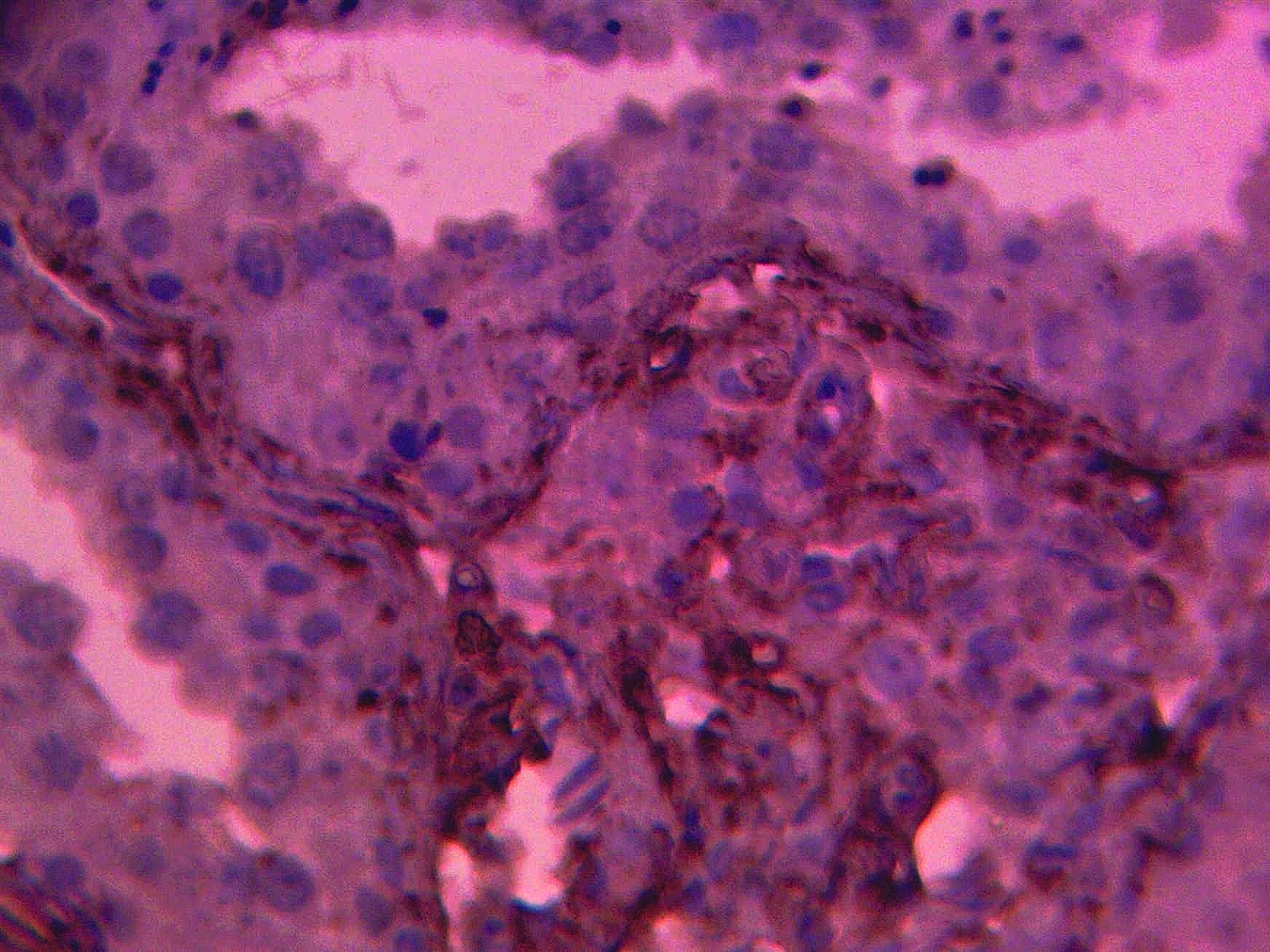 Immunohistochemical staining of normal human testis tissue using ERCC1 antibody (Cat. No. X2734P) at 10 µg/ml and detected using anti-Rabbit HRP secondary antibody and visualized using DAB substrate and hematoxylin counterstain.